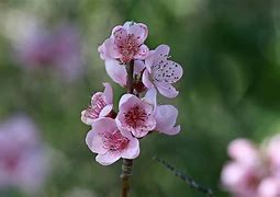 flower of the flock